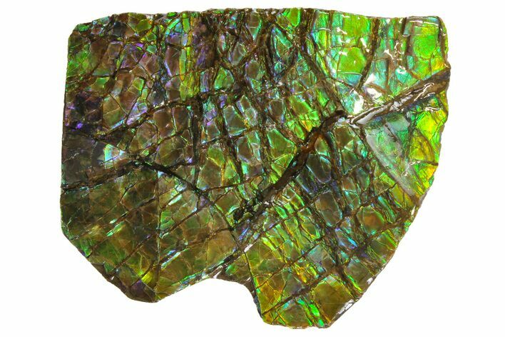 Iridescent Ammolite (Fossil Ammonite Shell) - Alberta, Canada #162390